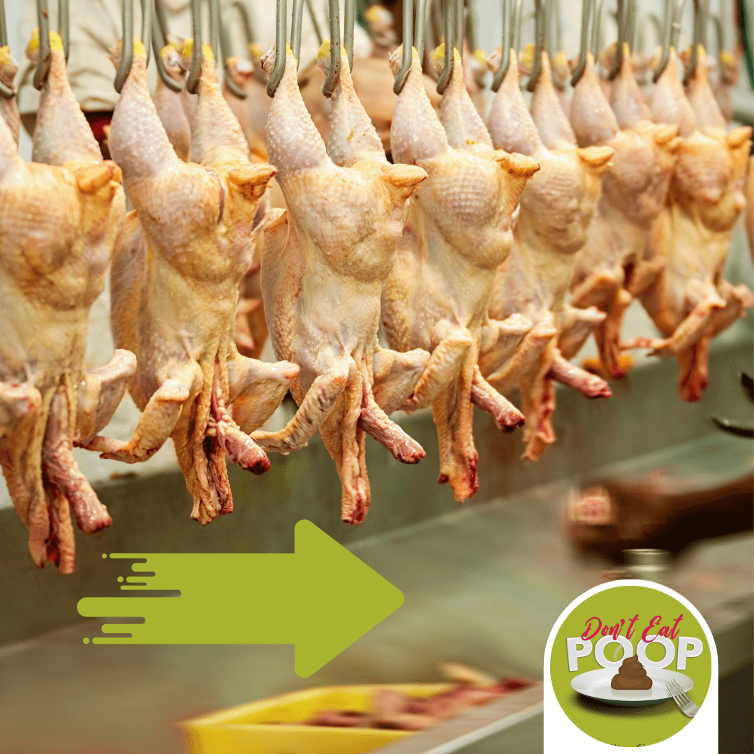 When Dead Chickens Fly: The Current Issue With American Chicken Processing Plants | Episode 110 featured image